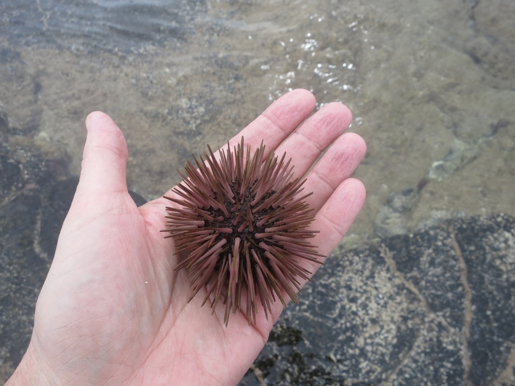 Indo-pacific Rock-boring Urchin