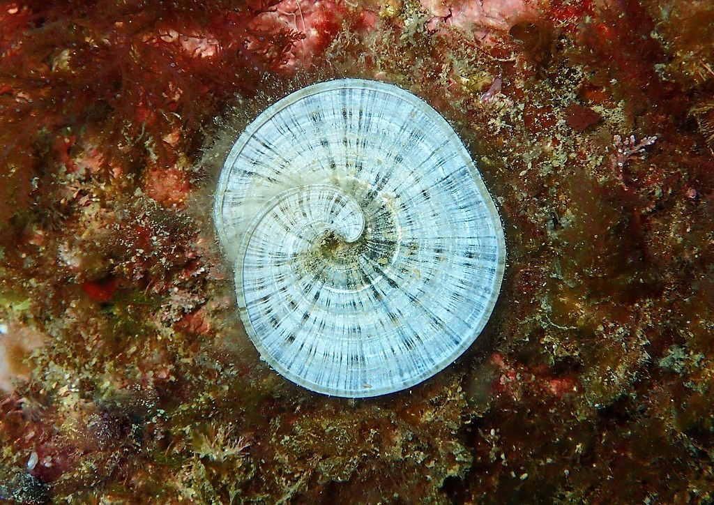 Peacock's Tail