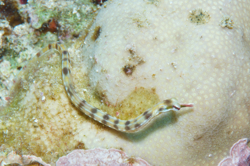 Network Pipefish