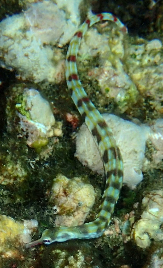 Network Pipefish