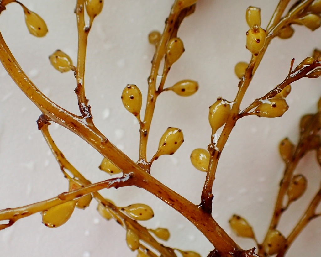 Japanese Wireweed