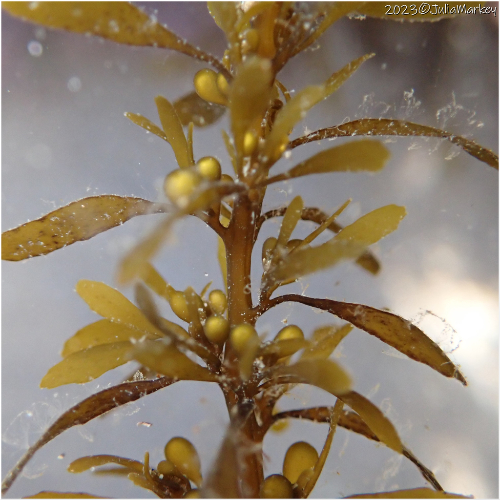 Japanese Wireweed