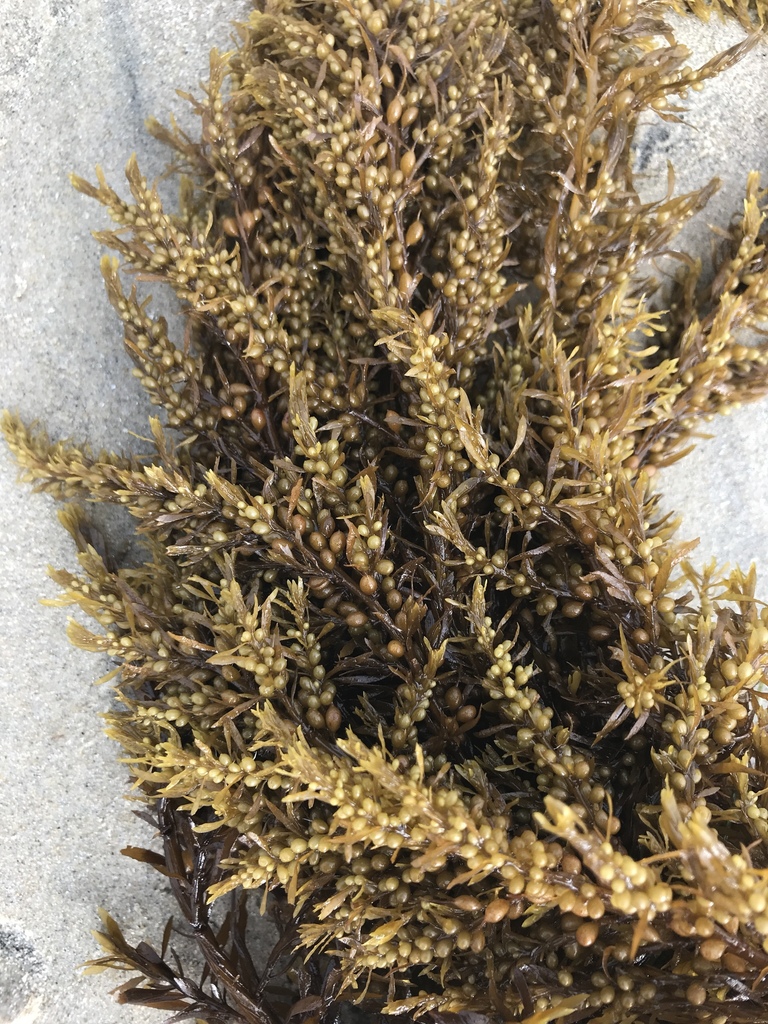 Japanese Wireweed