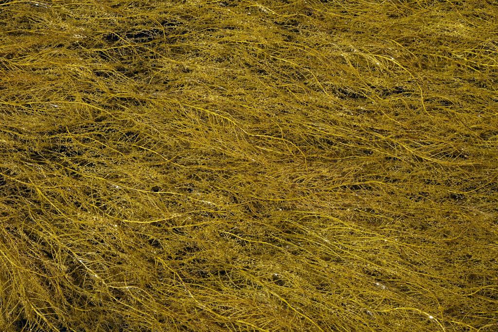 Japanese Wireweed