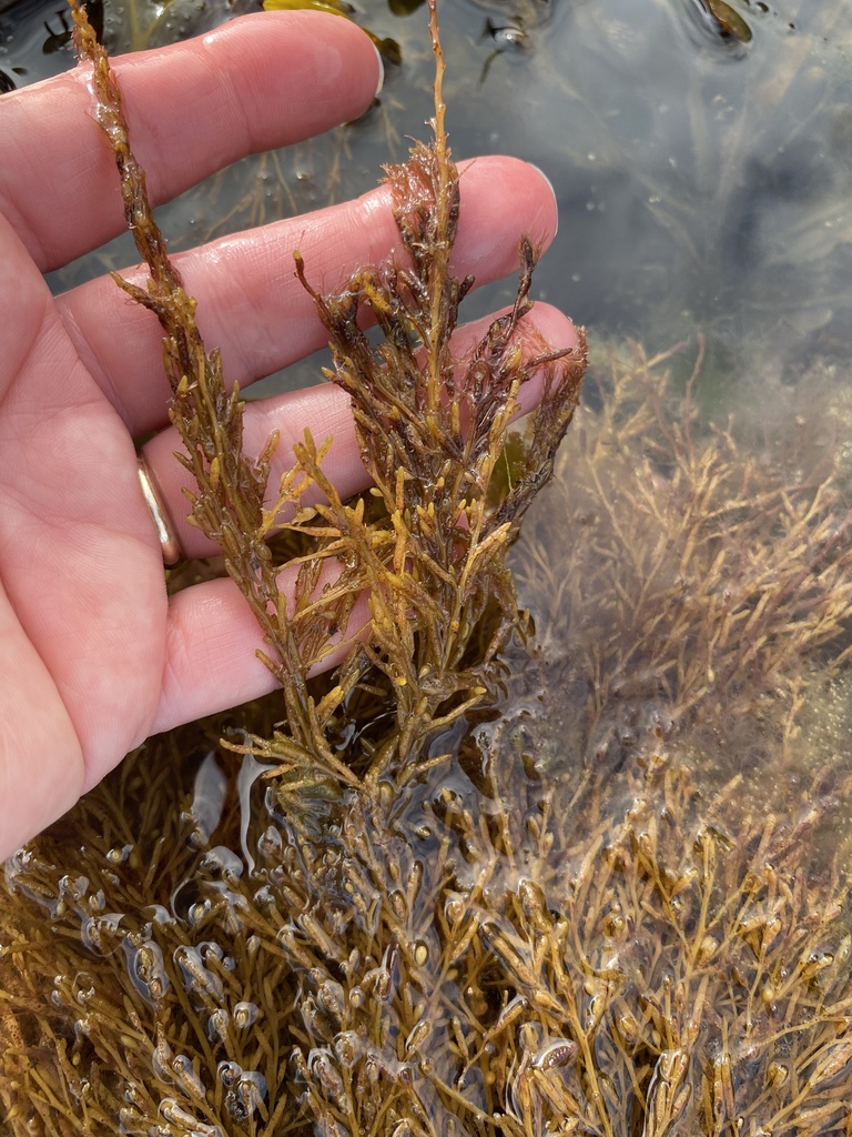 Japanese Wireweed