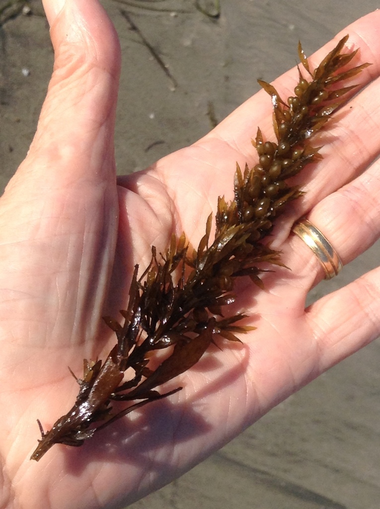 Japanese Wireweed