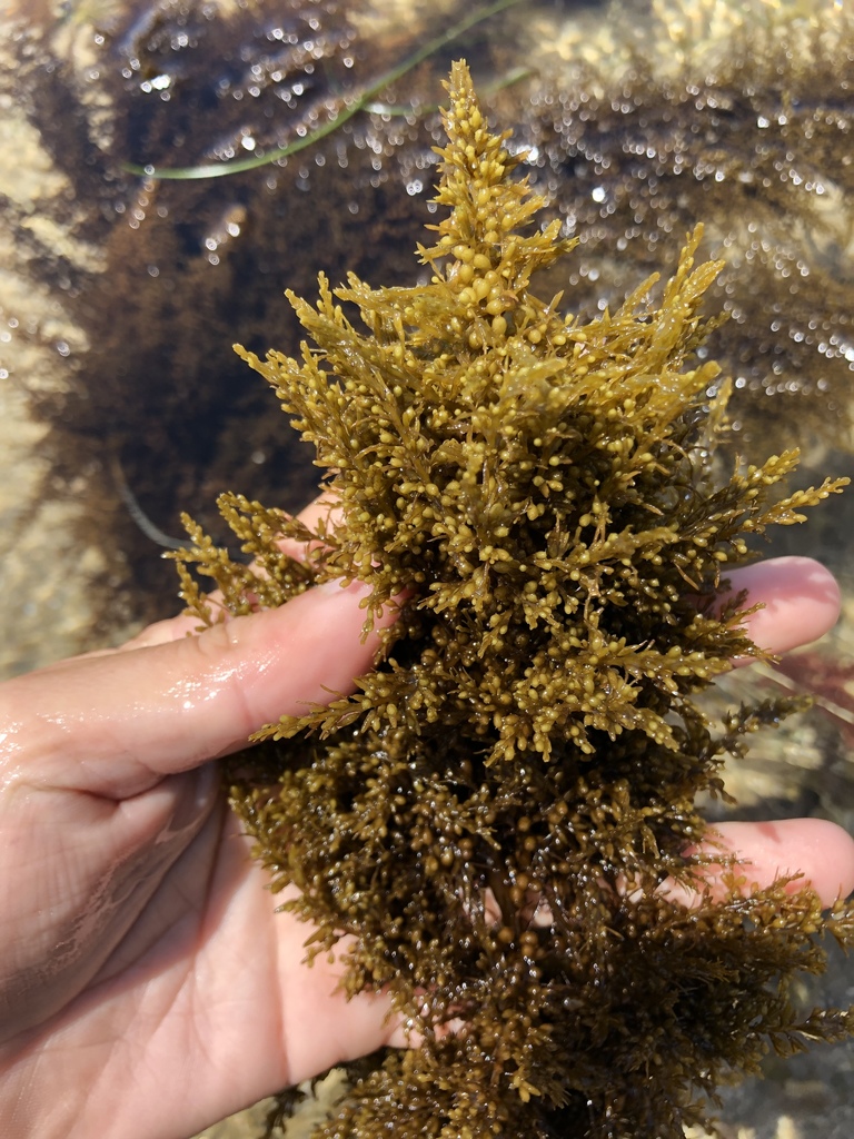 Japanese Wireweed