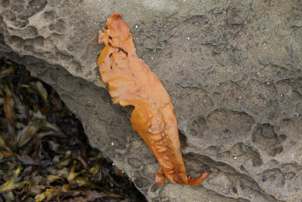 Sugar Kelp