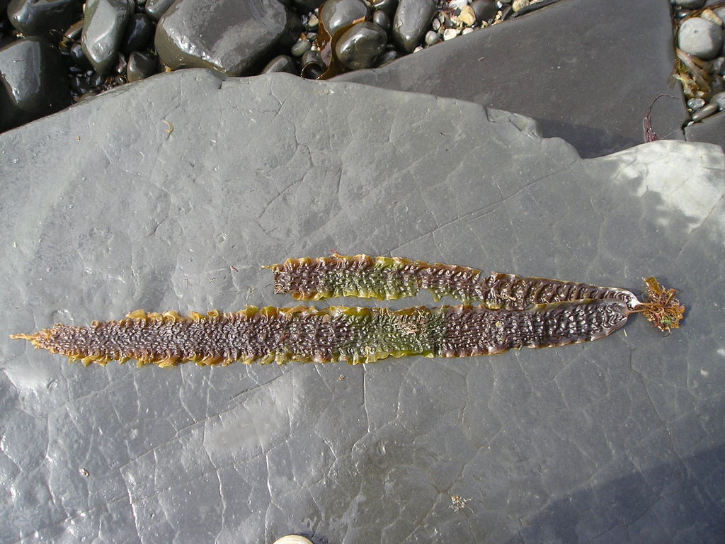 Sugar Kelp