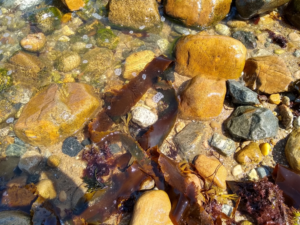 Sugar Kelp