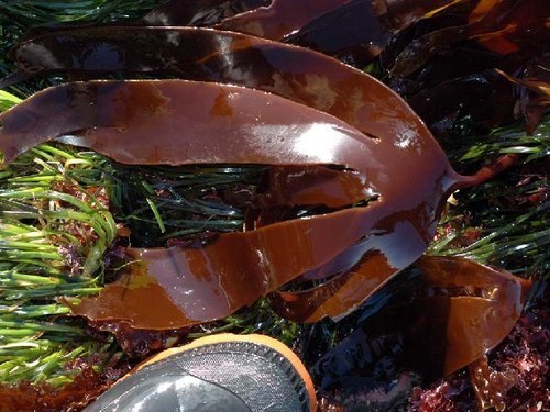 Sugar Kelp