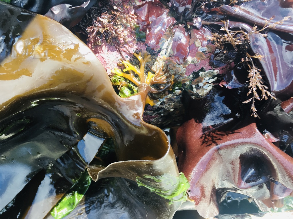 Sugar Kelp