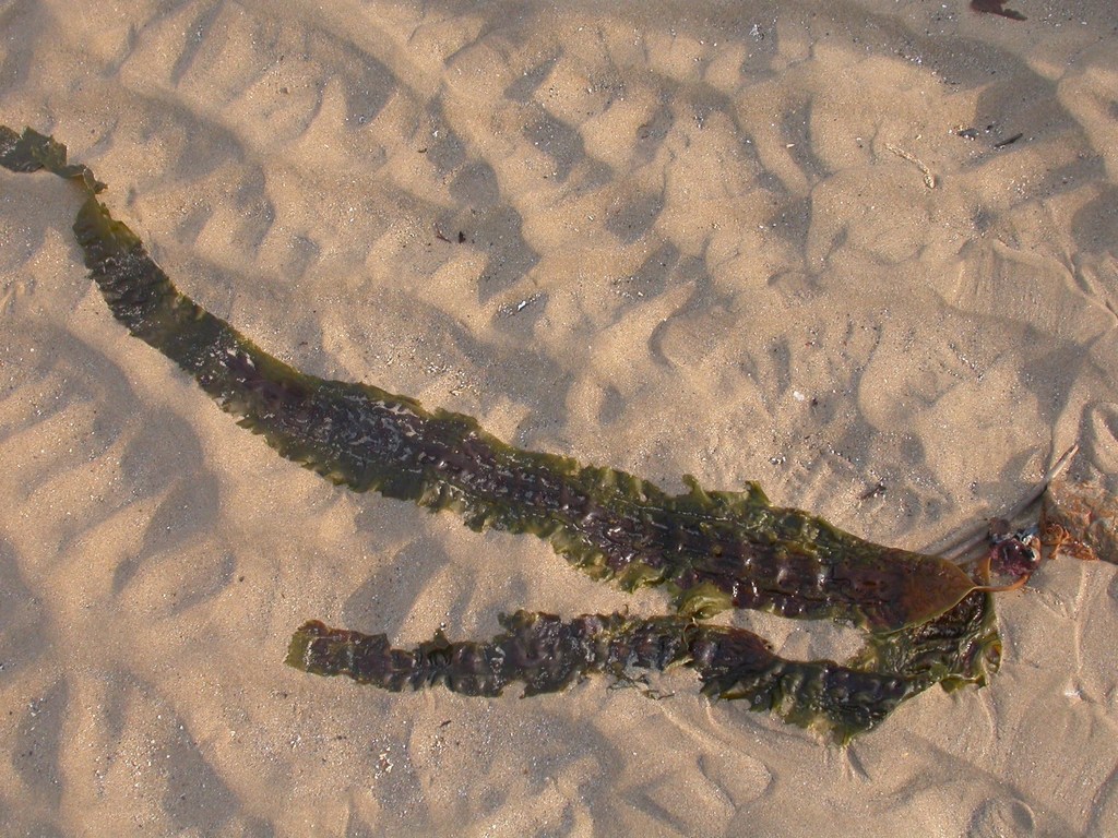 Sugar Kelp