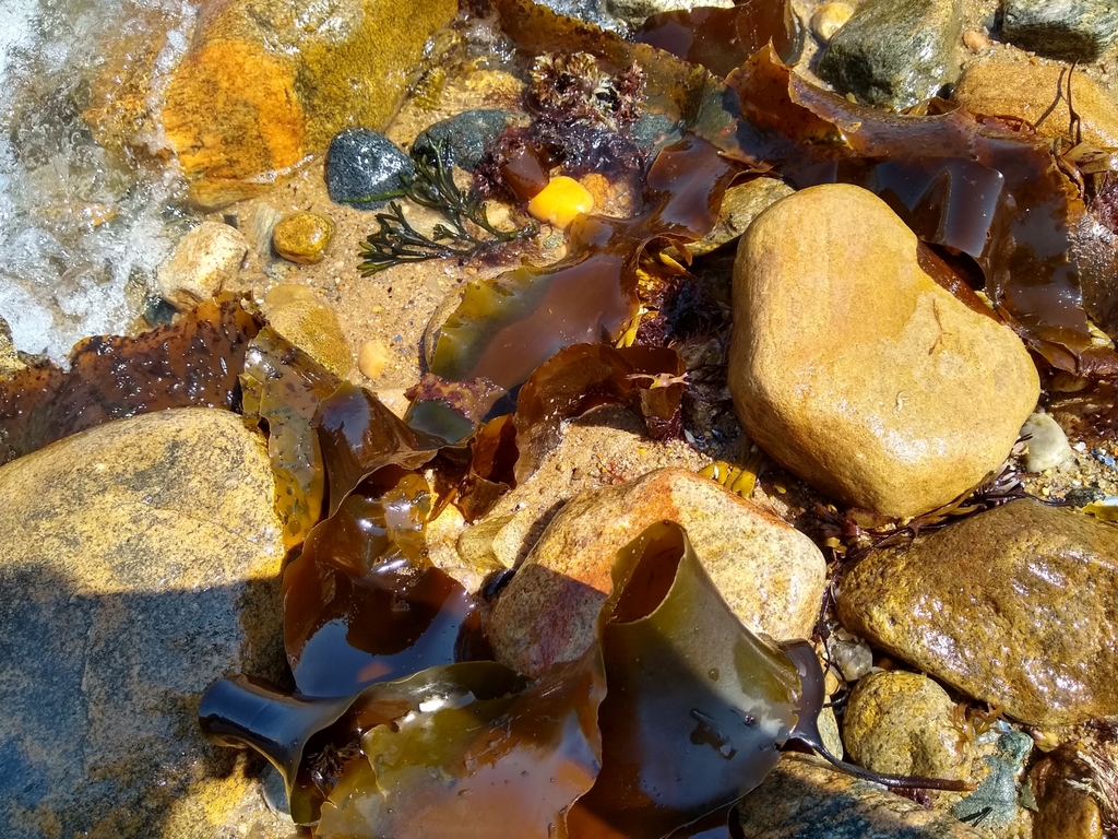 Sugar Kelp