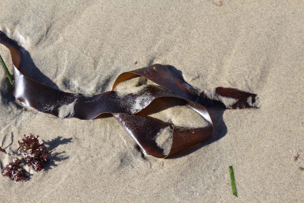 Sugar Kelp