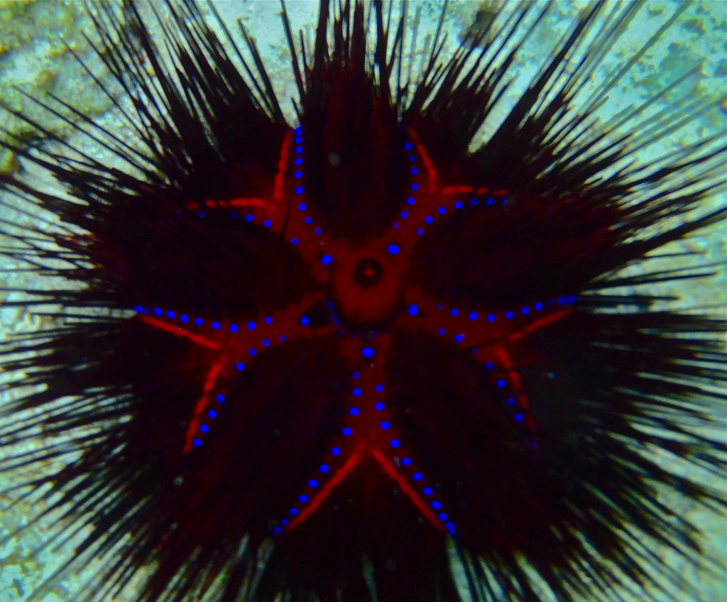 Blue-spotted Urchin
