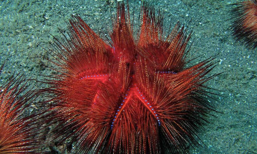 Blue-spotted Urchin