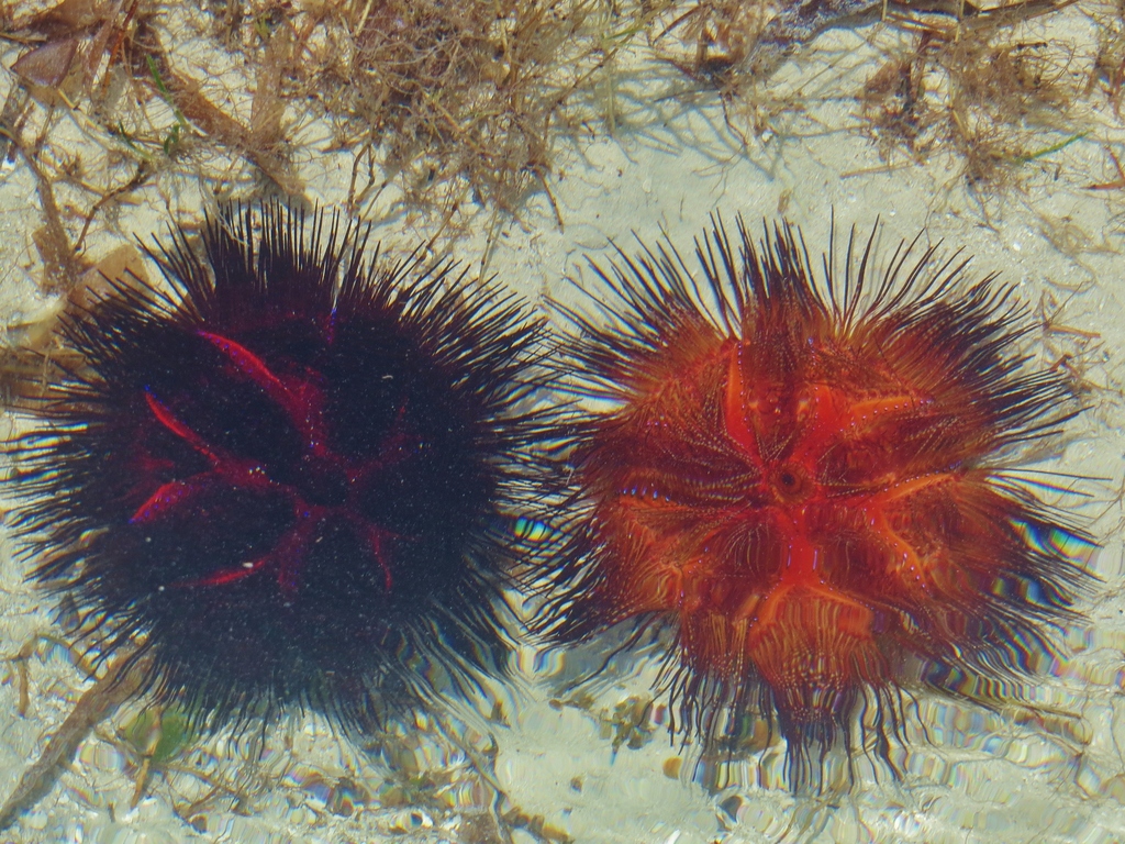 Blue-spotted Urchin