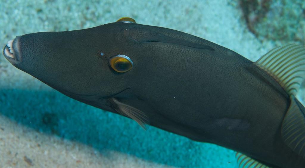 Barred Filefish