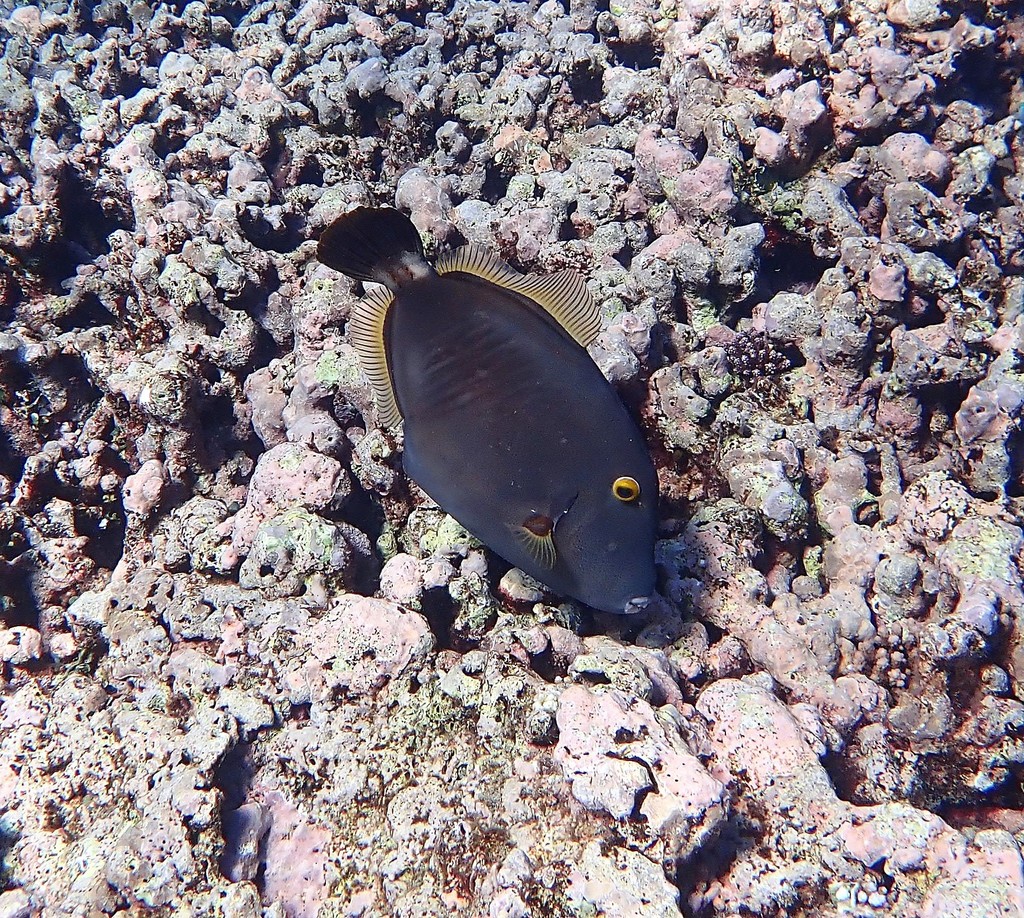 Barred Filefish