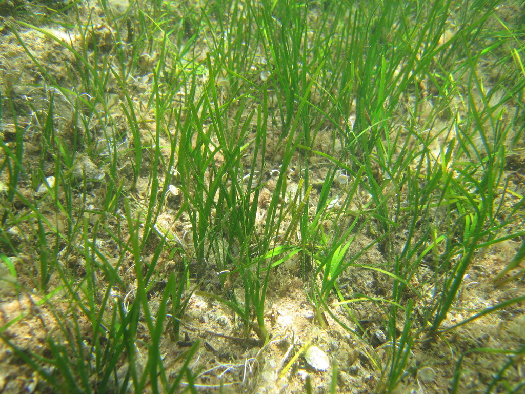 Little Neptune Grass
