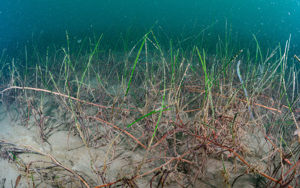 Little Neptune Grass