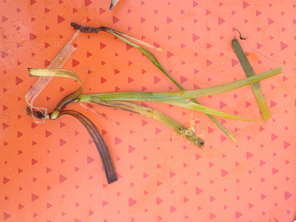 Little Neptune Grass