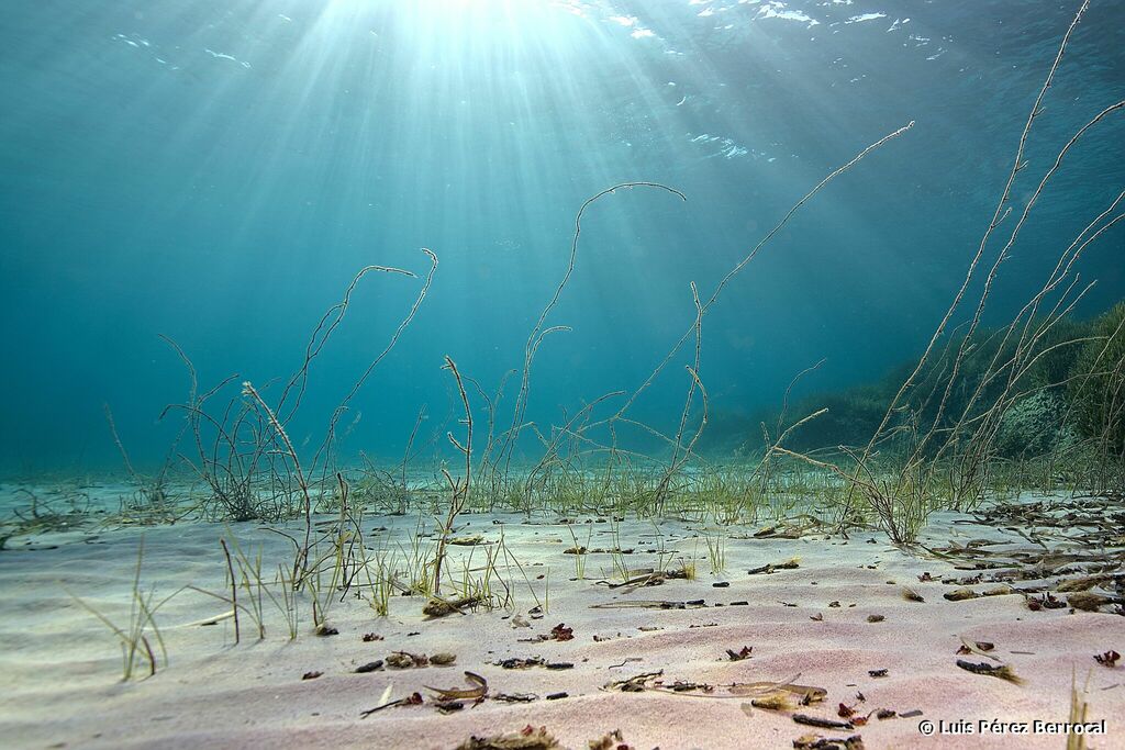 Little Neptune Grass