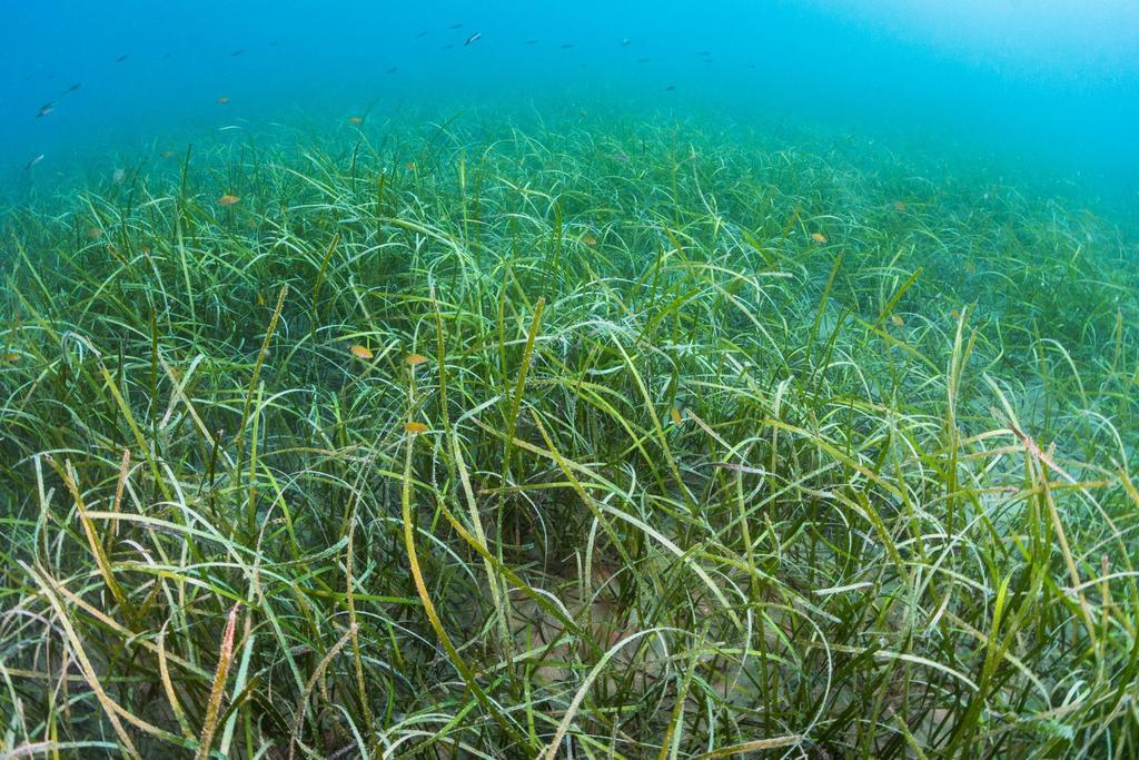 Little Neptune Grass