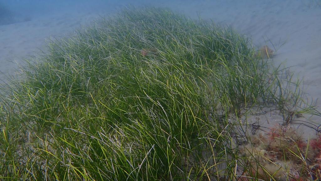 Little Neptune Grass
