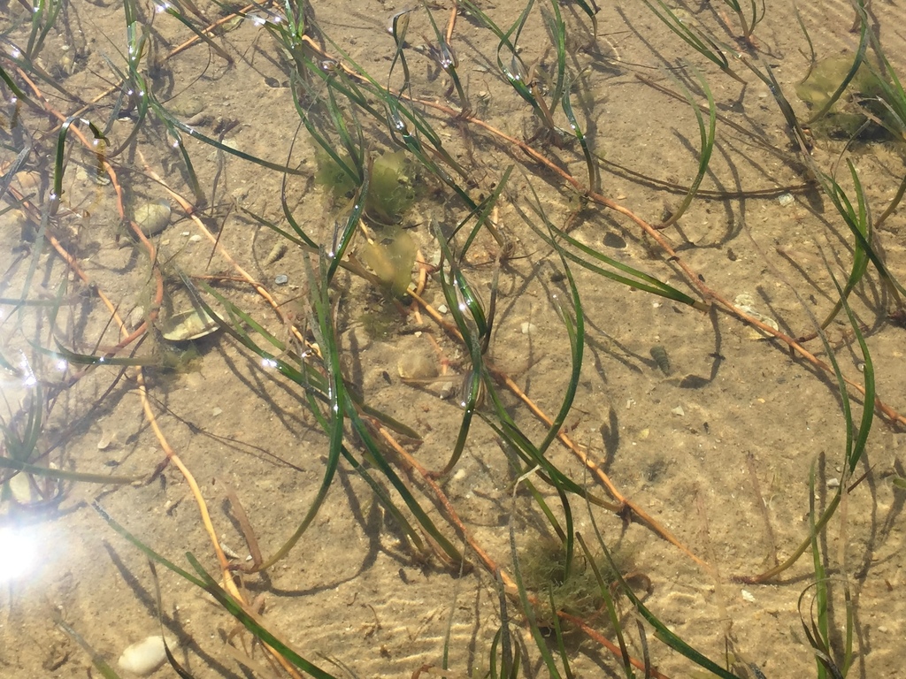 Little Neptune Grass