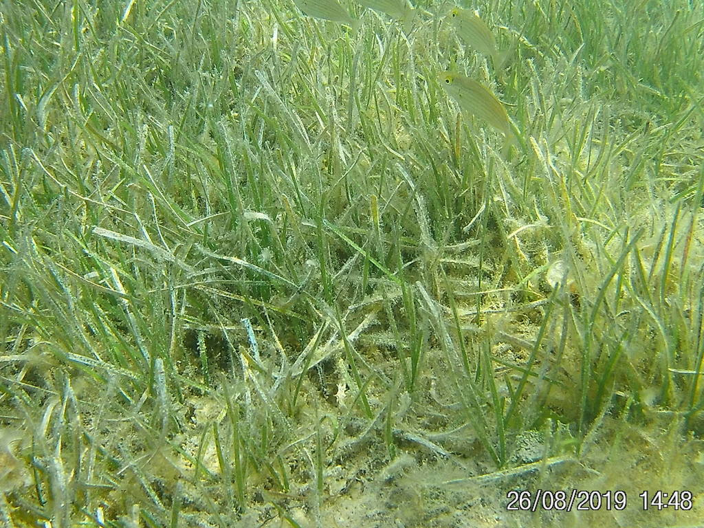 Little Neptune Grass