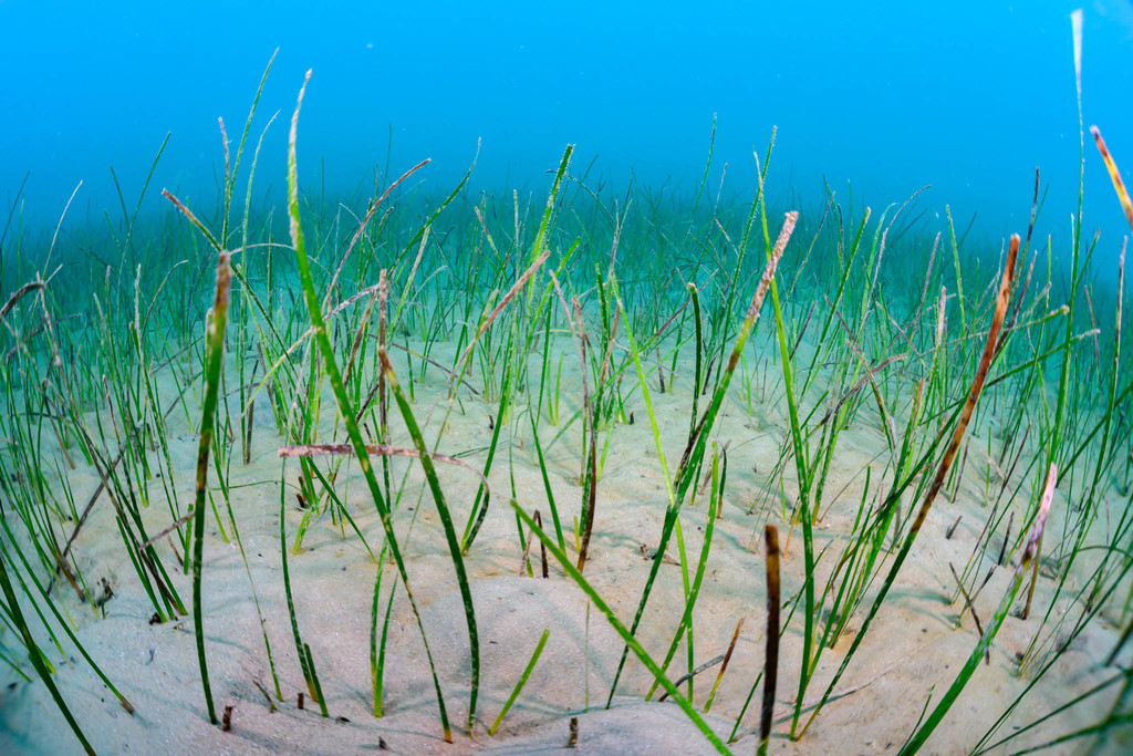 Little Neptune Grass