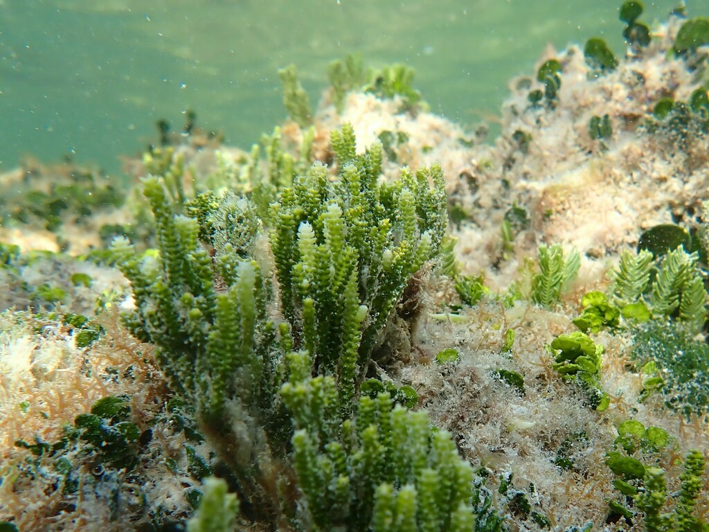 Cactus Tree Alga