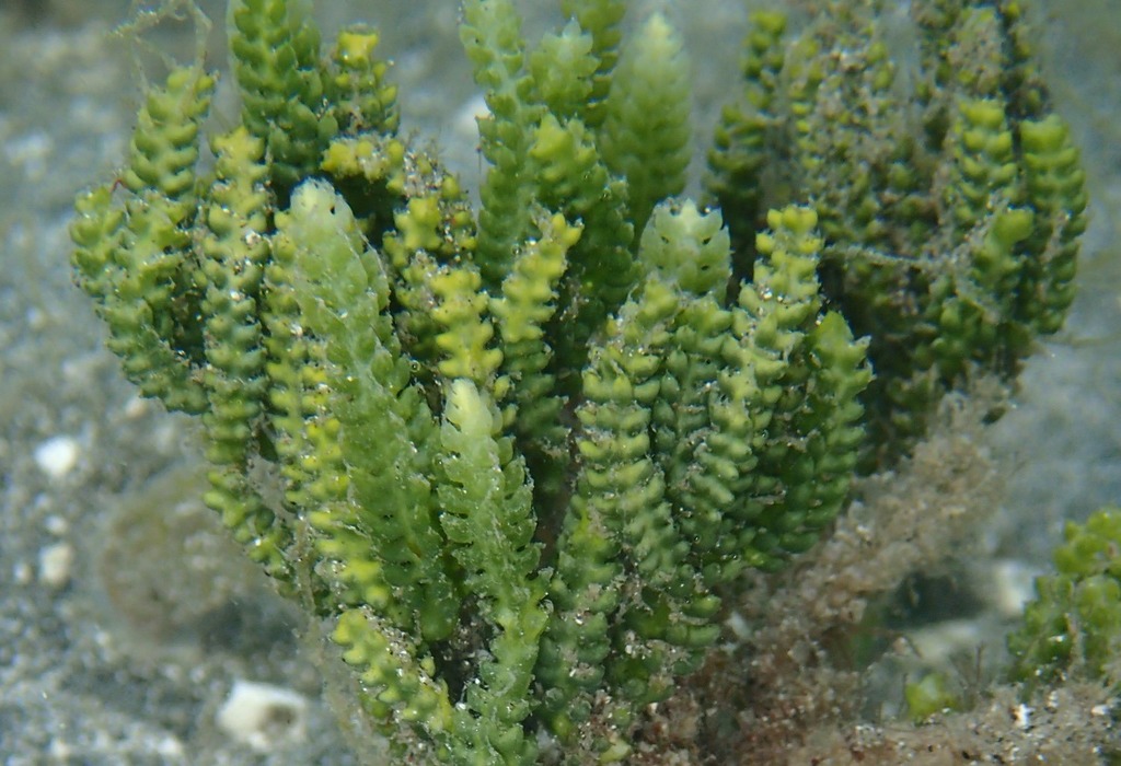 Cactus Tree Alga
