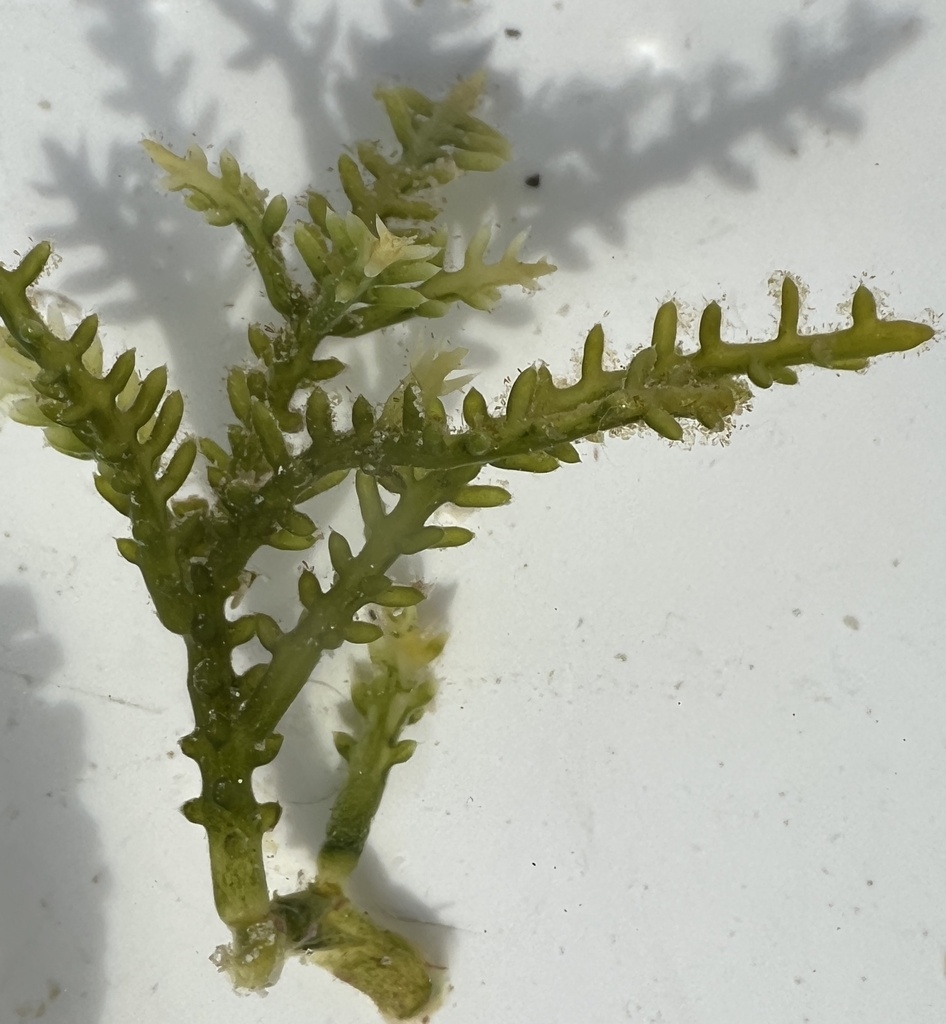 Cactus Tree Alga