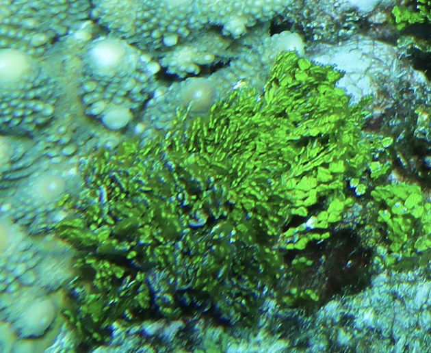 ウチワサボテングサ