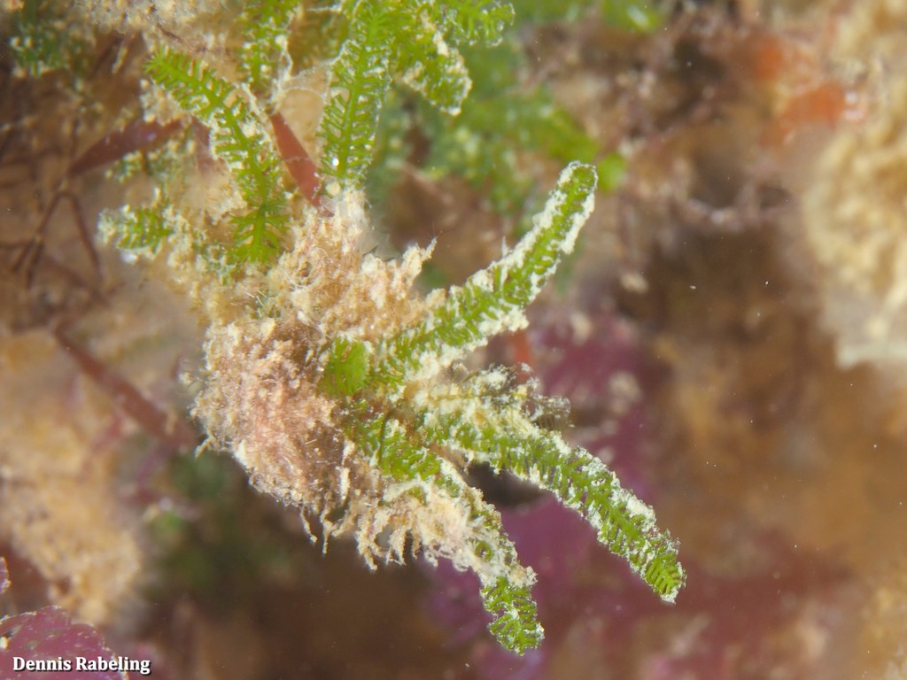 Bottlebrush Green Seaweed