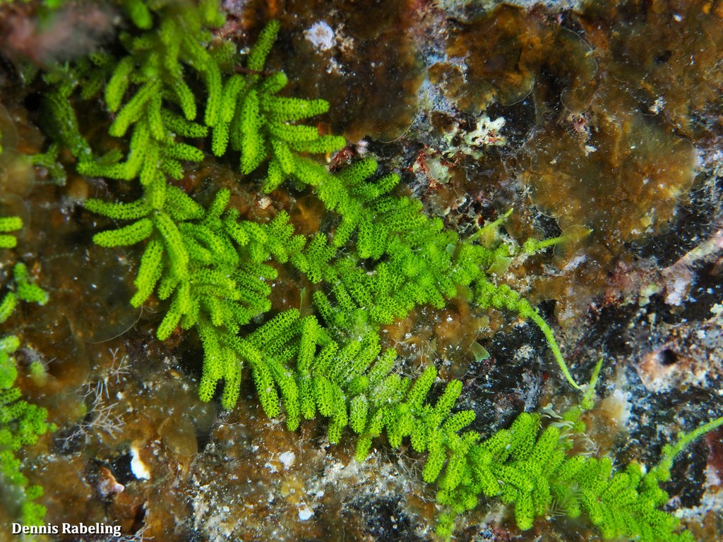 Bottlebrush Green Seaweed