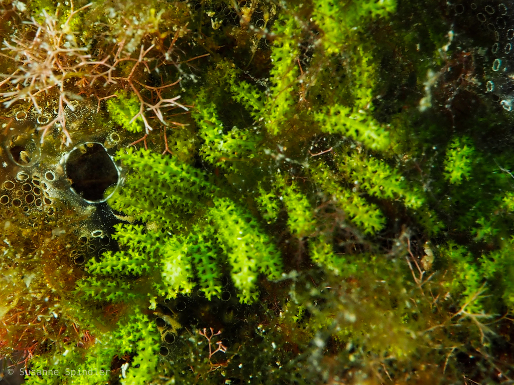 Bottlebrush Green Seaweed