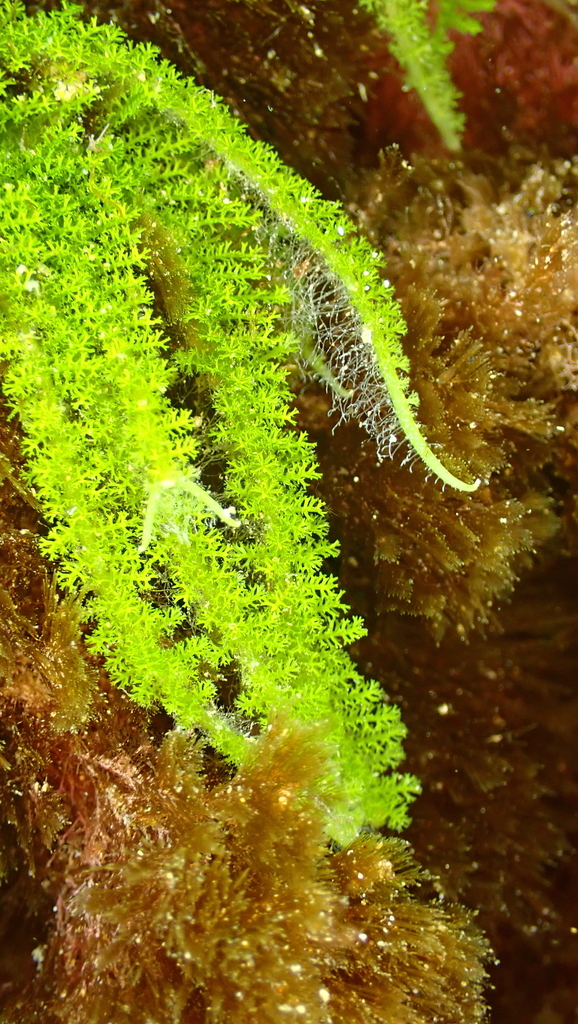 Bottlebrush Green Seaweed