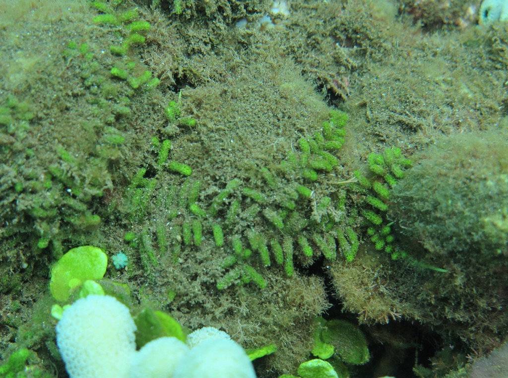 Bottlebrush Green Seaweed