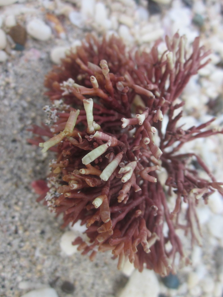 Tricléocarpe Fragile