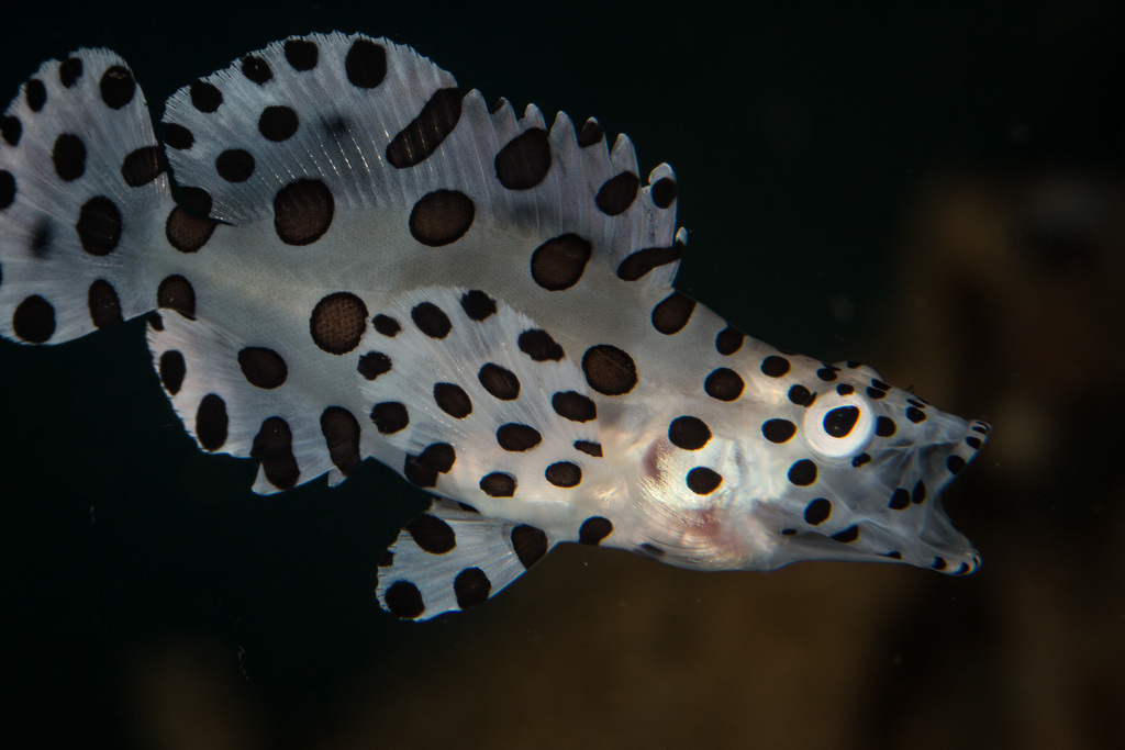 Humpback Grouper