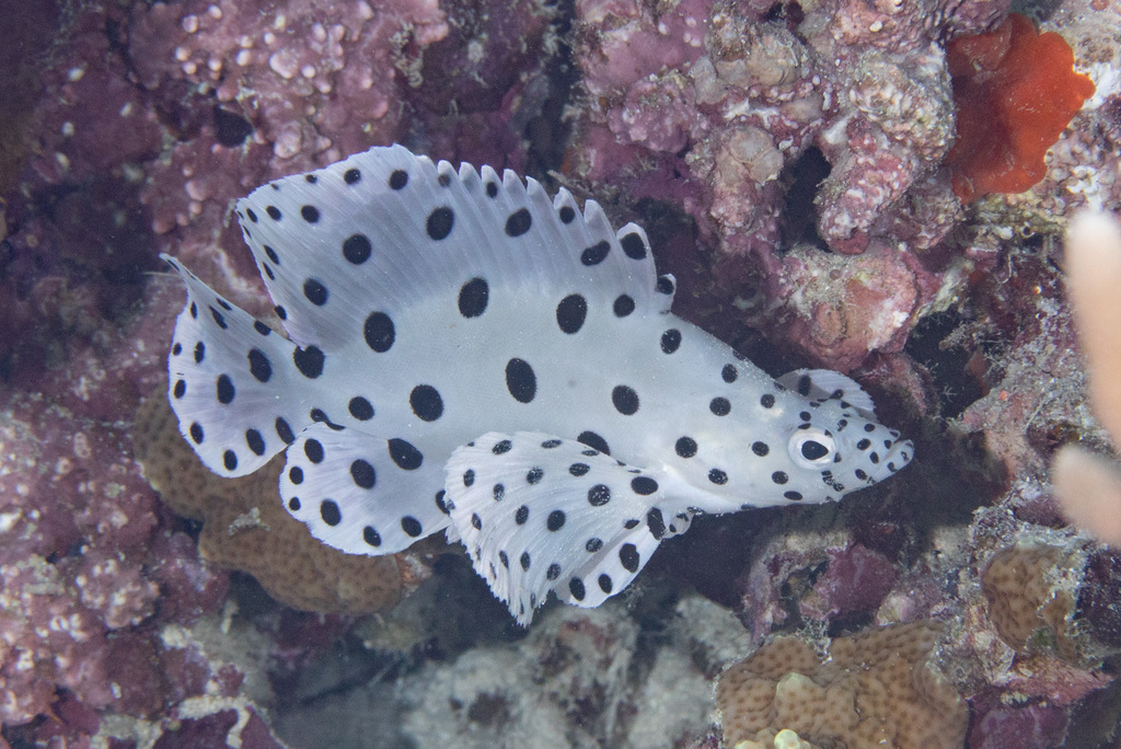 Humpback Grouper