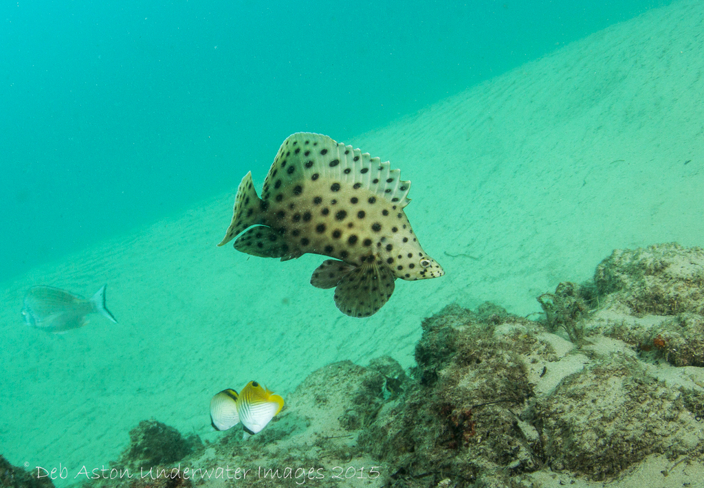 Humpback Grouper