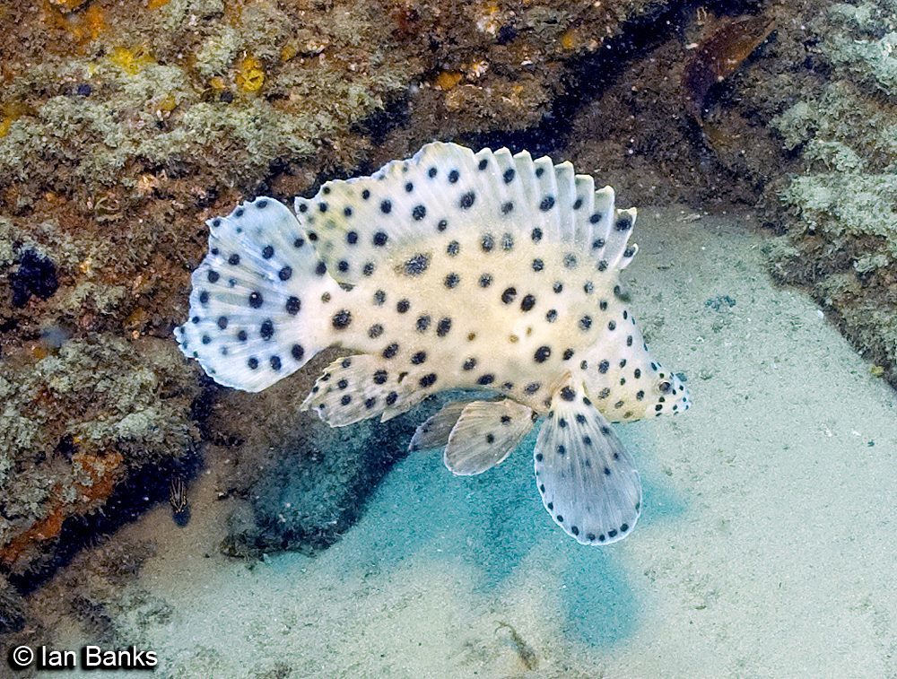 Humpback Grouper