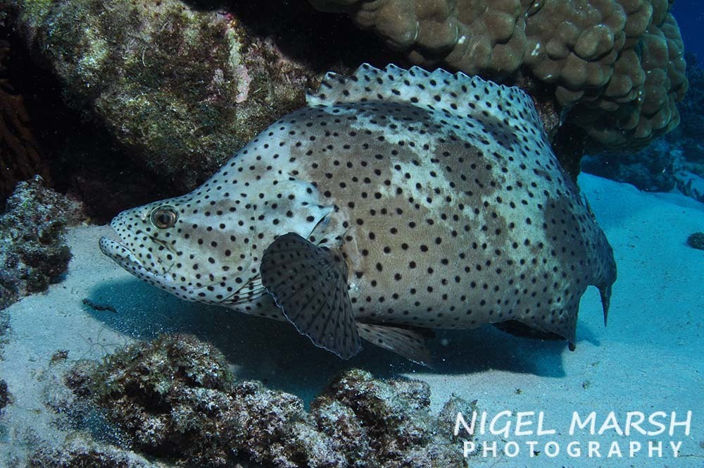 Humpback Grouper