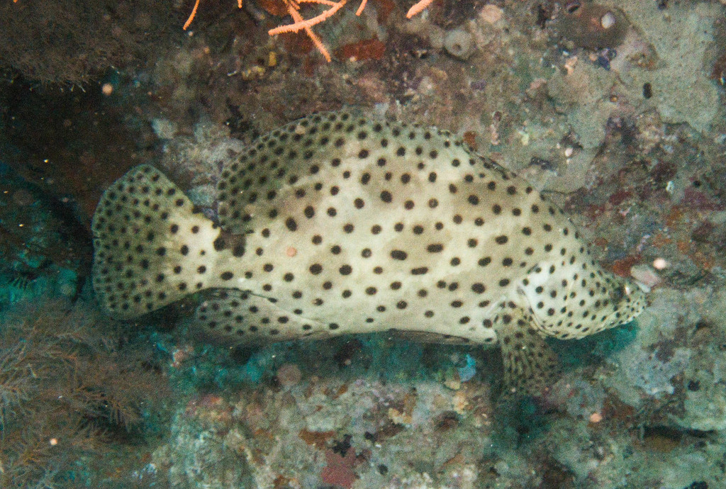 Humpback Grouper
