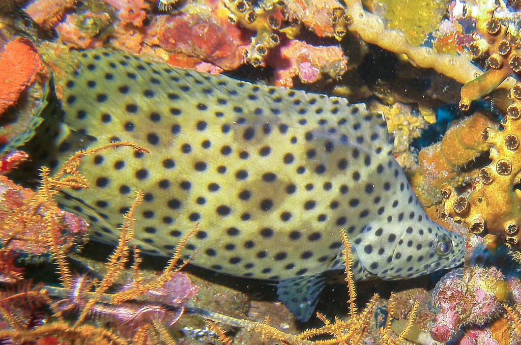 Humpback Grouper